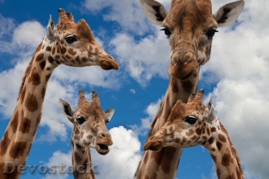 Devostock Giraffes Family Education Talk