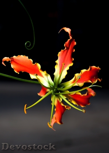 Devostock Gloriosa Flower Climber Plant 0