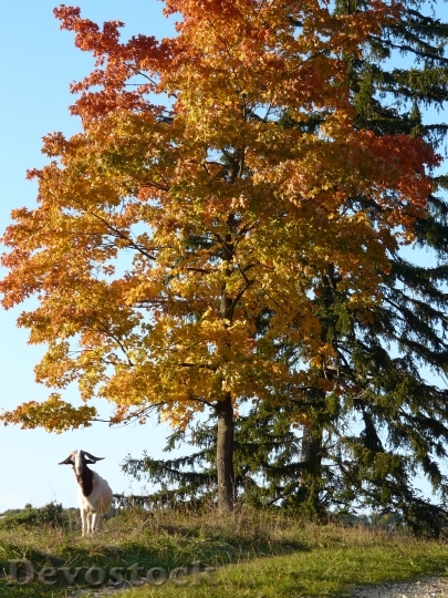 Devostock Goat Idyll Autumn Tree
