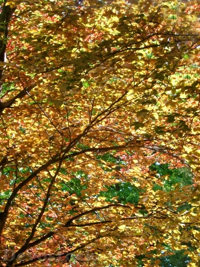 Devostock Gold Yellow Leaf Leaves
