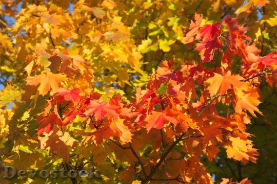 Devostock Golden Autumn Autumn Leaf