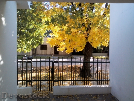Devostock Golden Autumn Autumn Leaves 0
