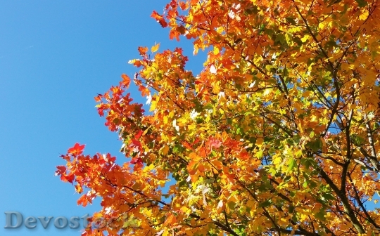 Devostock Golden Autumn Autumn Leaves