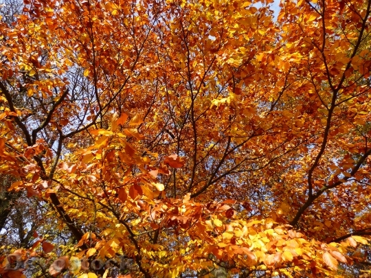 Devostock Golden Autumn Forest 1035995