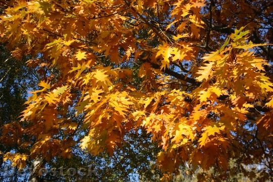Devostock Golden Autumn Leaves Fall