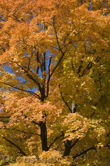 Devostock Golden Autumn Season Fall