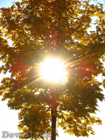 Devostock Golden Autumn Season Sunlight
