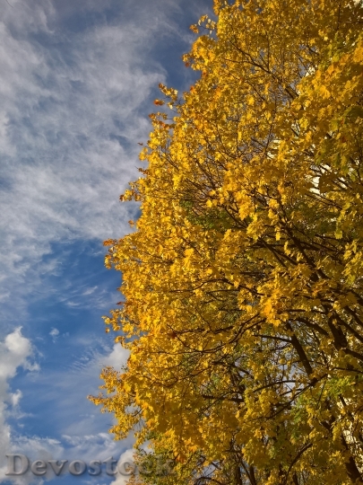Devostock Golden Autumn Yellow Leaves 0