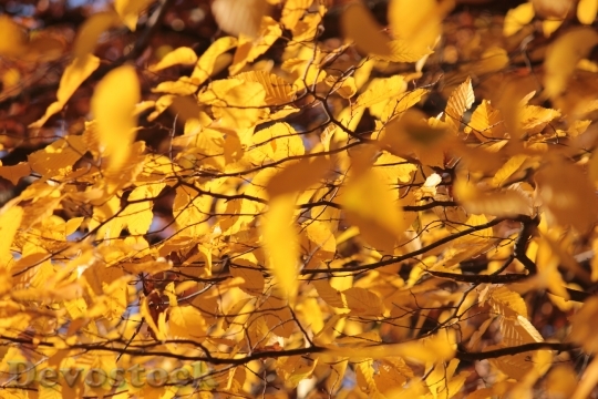 Devostock Golden Autumn Yellow Leaves