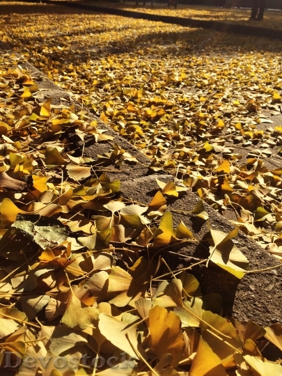 Devostock Golden Leaves Autumn Glorious