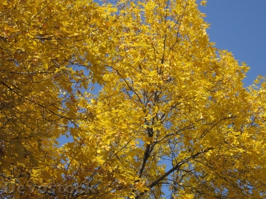 Devostock Golden Leaves Fall Golden