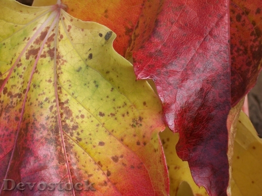 Devostock Golden October Leaves Autumn