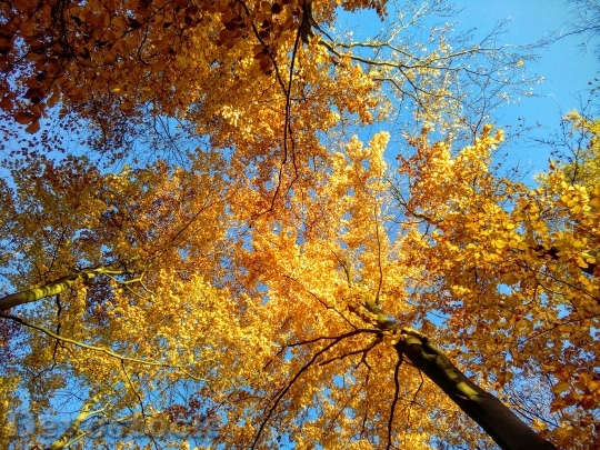 Devostock Golden Trees Autumn Season