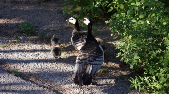 Devostock Goose Barnacle Goose Family