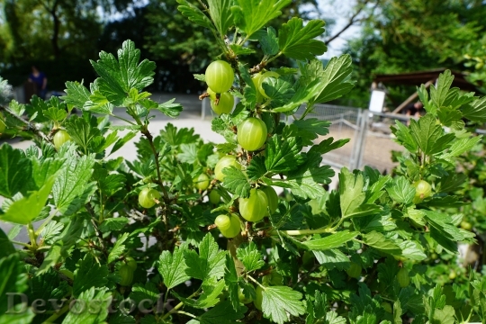 Devostock Gooseberries Berries Green Bush