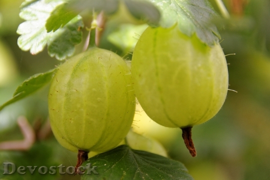 Devostock Gooseberries Fruit Bush Soft