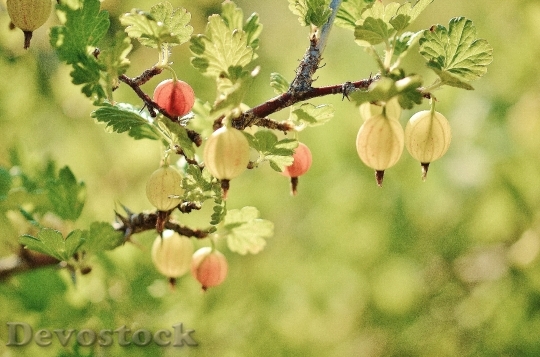 Devostock Gooseberry Fruits Red Spring