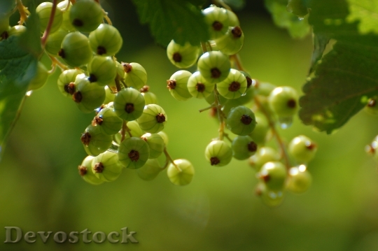 Devostock Gooseberry Green Fruit Soft