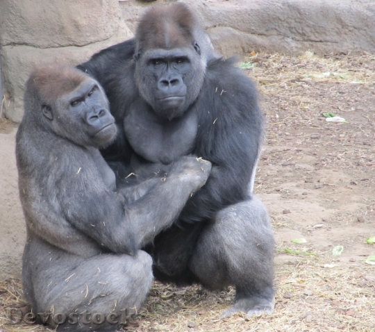 Devostock Gorillas Primates Apes Male