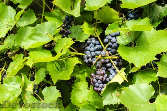 Devostock Grape Berry Nature Fruit