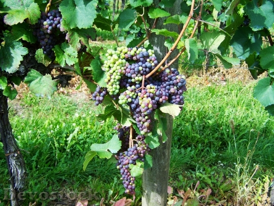 Devostock Grape Fruit Cluster Crop