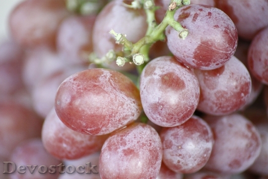 Devostock Grape Fruit Macro Close
