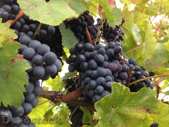 Devostock Grape Fruit Vineyard 618747