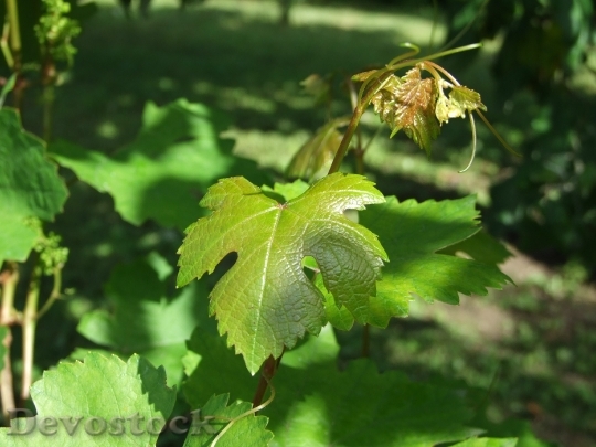 Devostock Grape Grape Leaf Vine