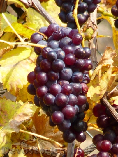 Devostock Grape Grapes Fruit Vine 0