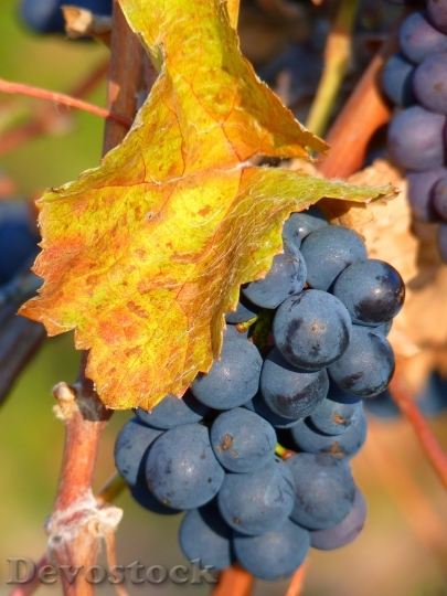 Devostock Grape Grapes Fruit Vine 10