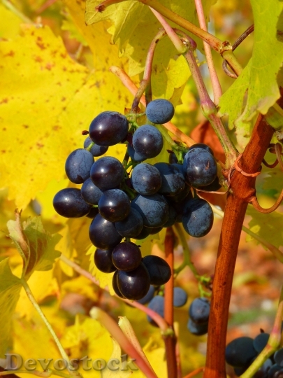 Devostock Grape Grapes Fruit Vine 2