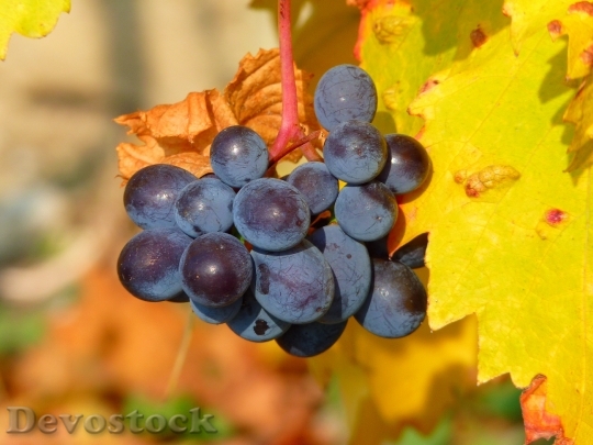 Devostock Grape Grapes Fruit Vine 3