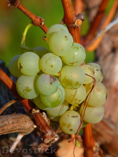 Devostock Grape Grapes Fruit Vine 4