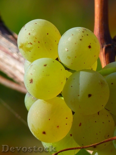 Devostock Grape Grapes Fruit Vine 5
