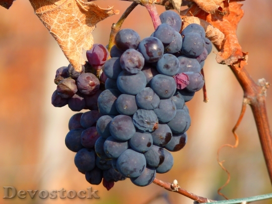 Devostock Grape Grapes Fruit Vine 6