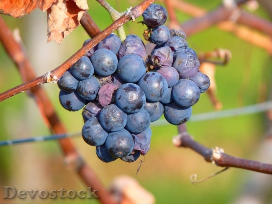 Devostock Grape Grapes Fruit Vine 7