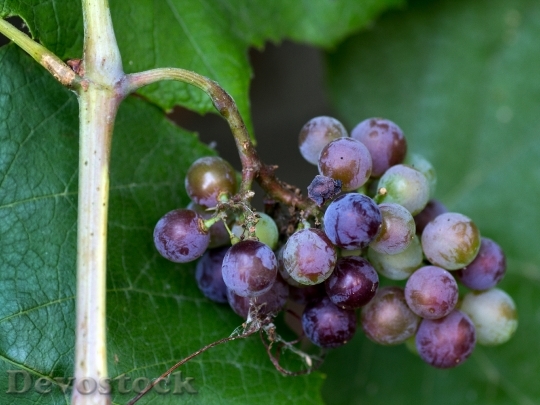 Devostock Grape Grapes Fruits Blue