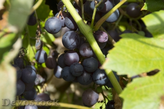 Devostock Grape Grapes Sun Fruit