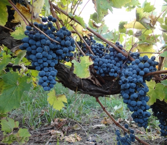 Devostock Grape Grapes Vine Wine