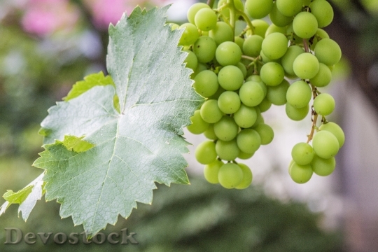 Devostock Grape Green Fruit Gain