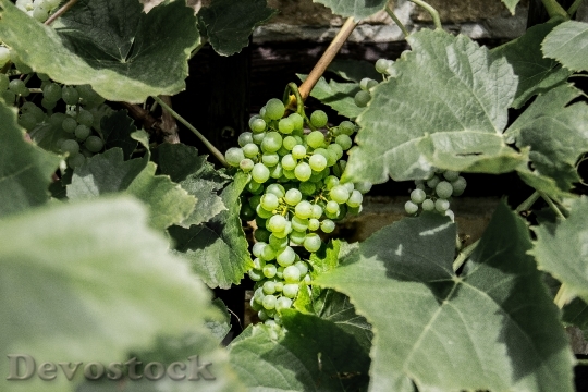 Devostock Grape Green Fruit Plant