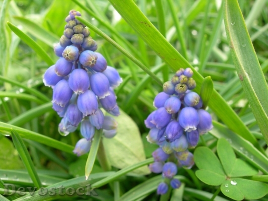 Devostock Grape Hyacinth Muscari Armenicum