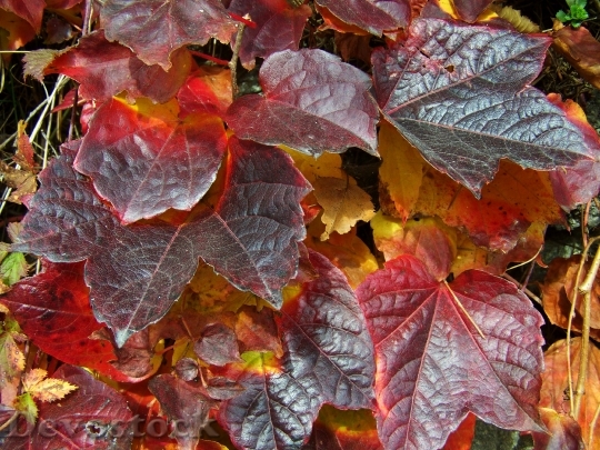Devostock Grape Leaves Autumn Colors