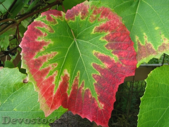 Devostock Grape Leaves Colors Autumn