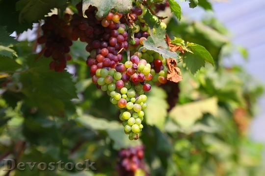 Devostock Grape Natural Plant Fruit