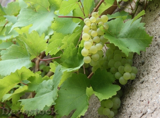 Devostock Grape Nature Fruit Green 0