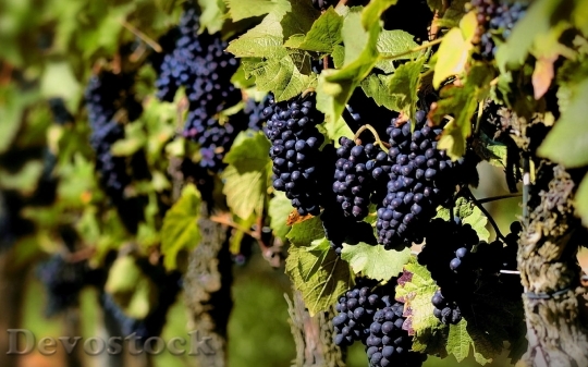 Devostock Grape Planting Purple Wine