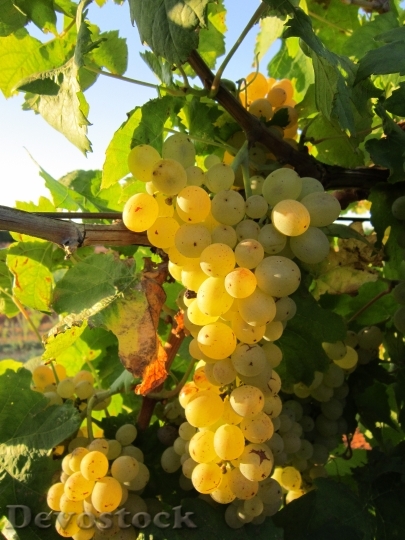 Devostock Grape Vine Grapes Fruit