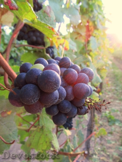 Devostock Grape Vine Vineyard Cluster