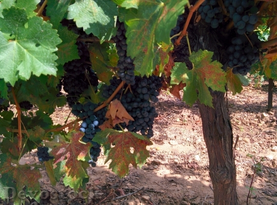 Devostock Grape Vine Wine Vineyard